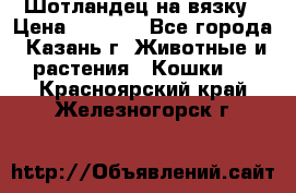 Шотландец на вязку › Цена ­ 1 000 - Все города, Казань г. Животные и растения » Кошки   . Красноярский край,Железногорск г.